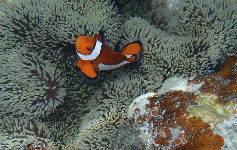 ����̃g���u���E���̃p�T���E���˂�ɁI�y�x���^�V�����v�[�E�x���^�g���[�g�����g�z
���T�C�g